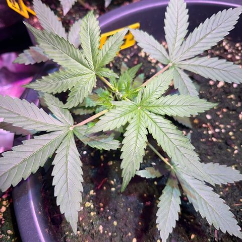 Medusa F1 P growlog timeline photo
