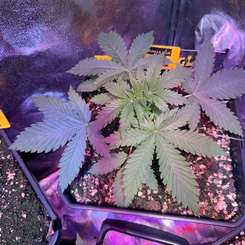 Gorilla Glue #4 C growlog timeline photo