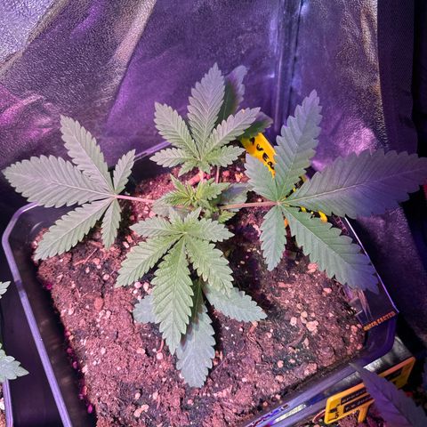 Gorilla Glue #4 P growlog timeline photo