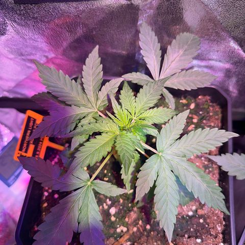 Northern Light Auto 3 PC growlog timeline photo