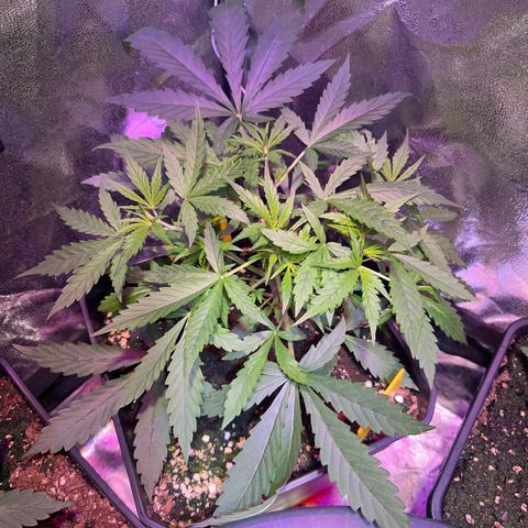 Northern Lights Auto 2 P growlog timeline photo