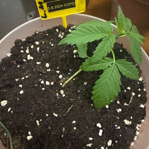 Special Kush 1 C growlog timeline photo