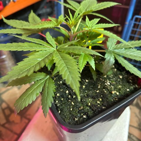 Speedy Chile 1C growlog timeline photo