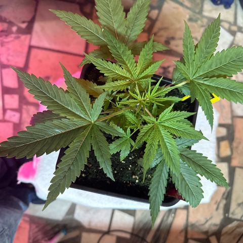 Speedy Chile 1C growlog timeline photo