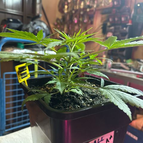 Speedy Chile 1C growlog timeline photo