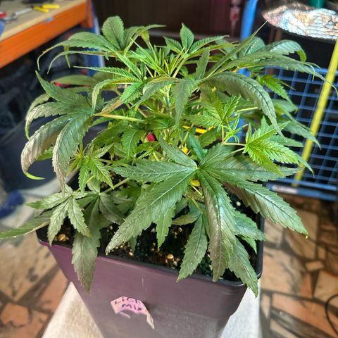 Speedy Chile 2P growlog timeline photo