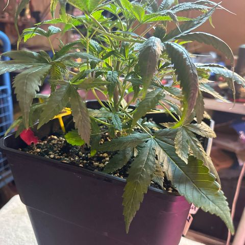 Speedy Chile 2P growlog timeline photo
