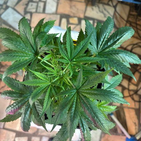Speedy Chile 2P growlog timeline photo