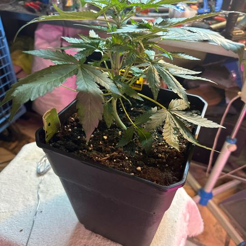 Northern Light Auto 3 PC growlog timeline photo