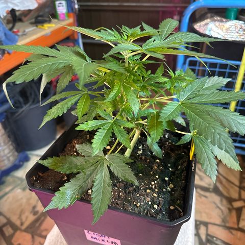 Northern Light Auto 3 PC growlog timeline photo