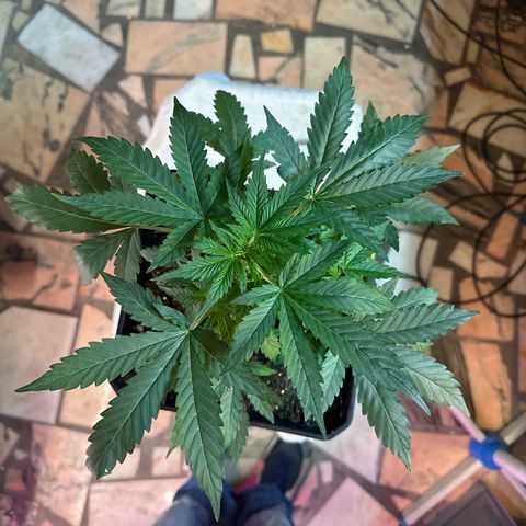 Northern Light Auto 3 PC growlog timeline photo