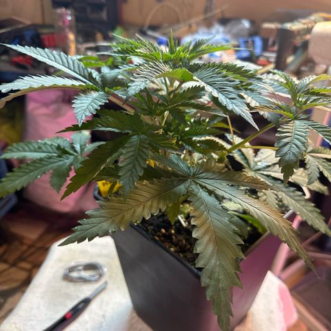 Gorilla Glue #4 C growlog timeline photo