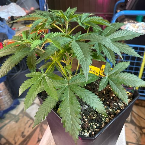 Gorilla Glue #4 C growlog timeline photo