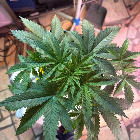 Gorilla Glue #4 C growlog timeline photo
