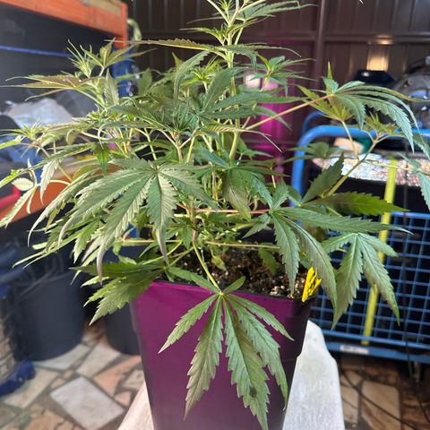 Northern Lights Auto 2 P growlog timeline photo