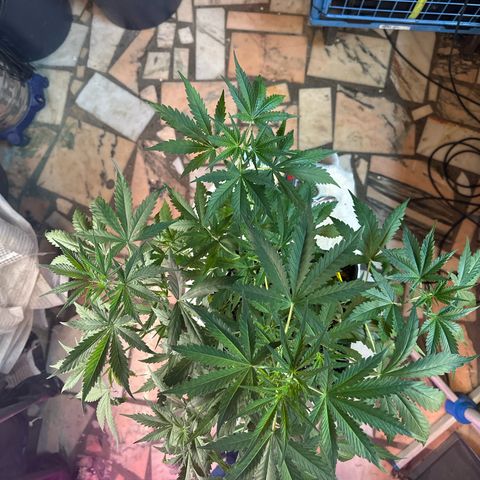 Northern Lights Auto 2 P growlog timeline photo