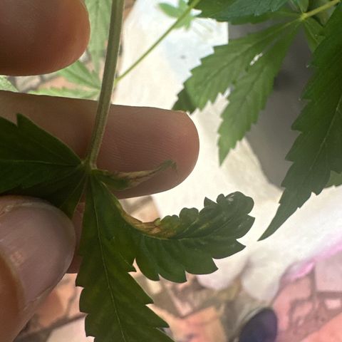 Northern Lights Auto 2 P growlog timeline photo