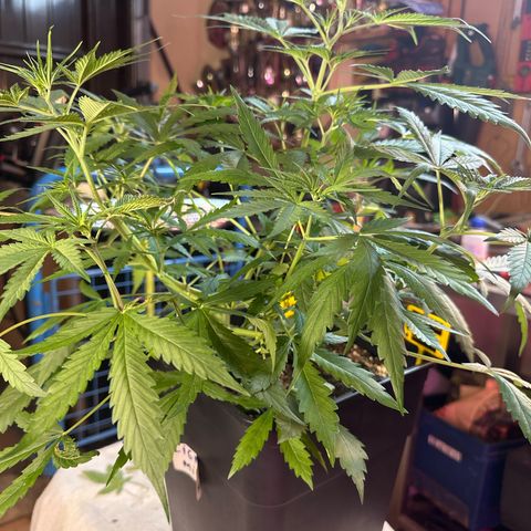 Northern Lights Auto 2 P growlog timeline photo