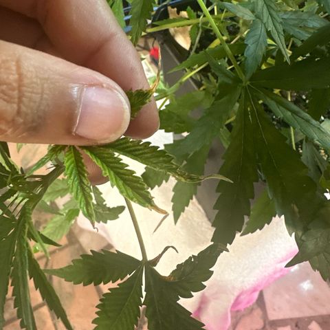 Northern Lights Auto 2 P growlog timeline photo