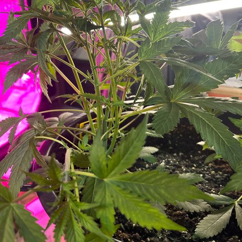Medusa F1 P growlog timeline photo