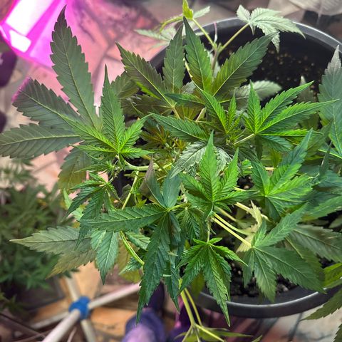 Medusa F1 P growlog timeline photo