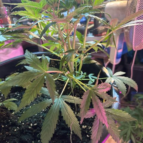 Medusa F1 P growlog timeline photo