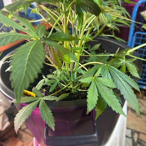 Medusa F1 P growlog timeline photo