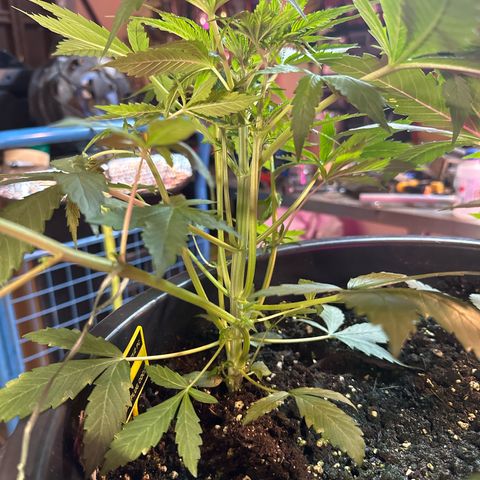 Medusa F1/2 PC growlog timeline photo