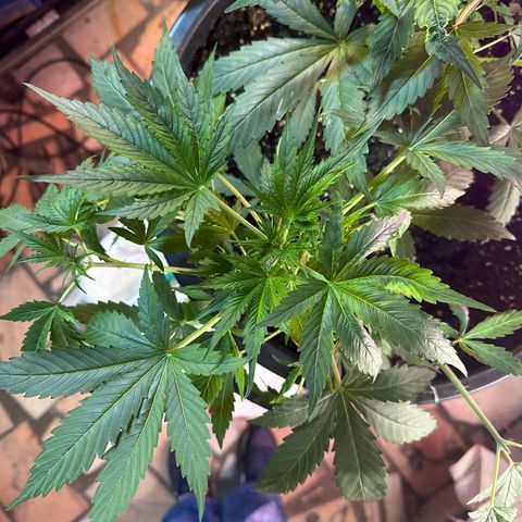 Medusa F1/2 PC growlog timeline photo