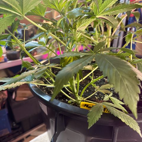 Medusa F1/2 PC growlog timeline photo