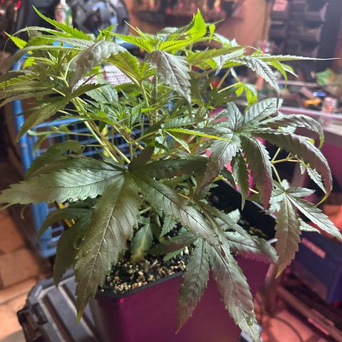 Speedy Chile 2P growlog timeline photo