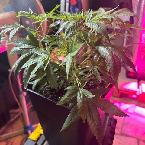 Speedy Chile 2P growlog timeline photo