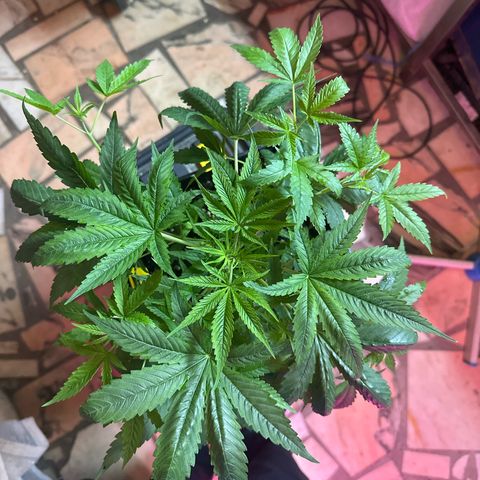 Speedy Chile 2P growlog timeline photo
