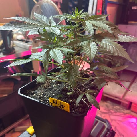Northern Light Auto 3 PC growlog timeline photo