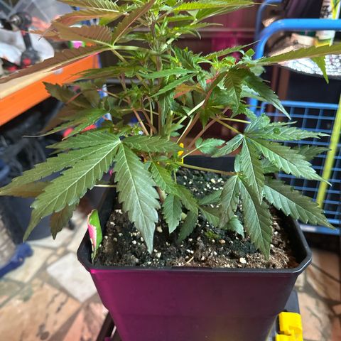 Northern Light Auto 3 PC growlog timeline photo