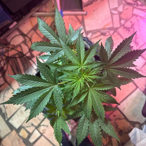 Northern Light Auto 3 PC growlog timeline photo