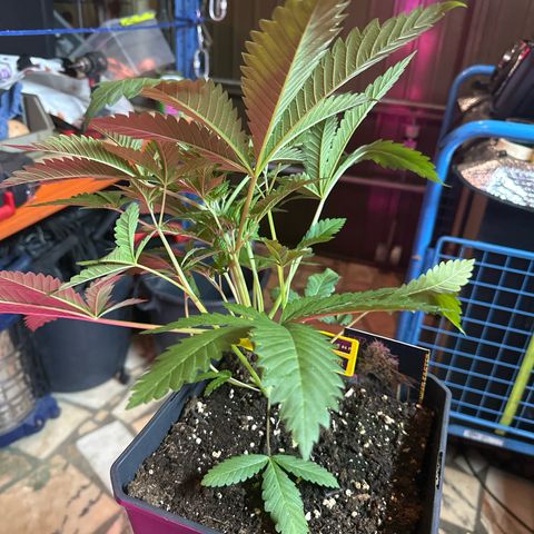 Gorilla Glue #4 P growlog timeline photo