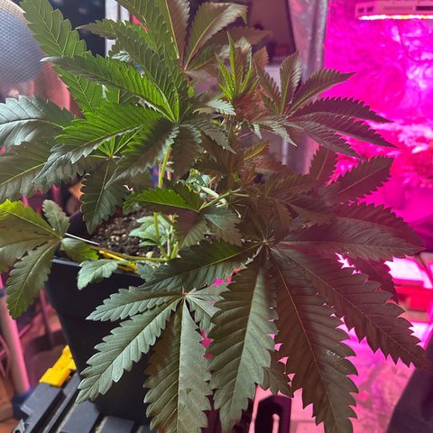 Gorilla Glue #4 P growlog timeline photo