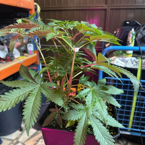 Gorilla Glue #4 C growlog timeline photo