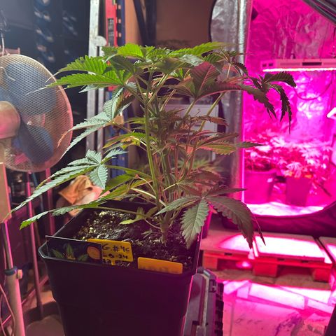 Gorilla Glue #4 C growlog timeline photo