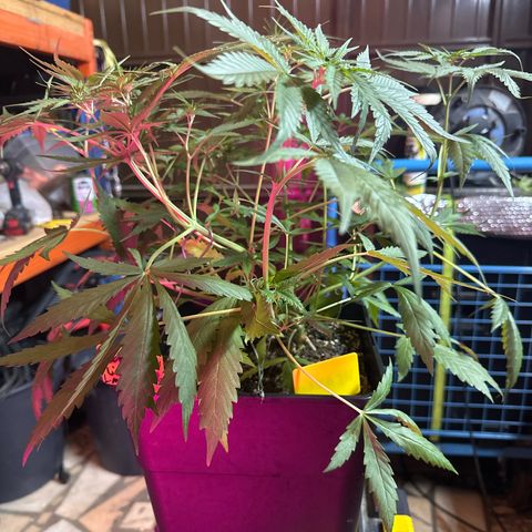 Northern Lights Auto 2 P growlog timeline photo
