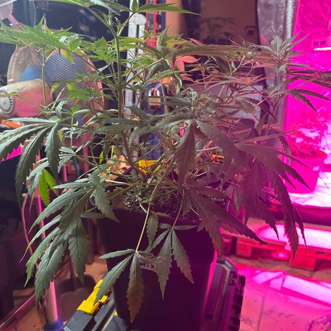 Northern Lights Auto 2 P growlog timeline photo
