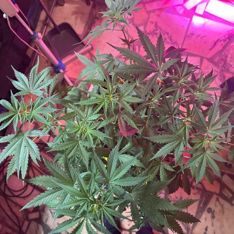 Northern Lights Auto 2 P growlog timeline photo