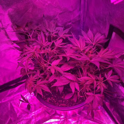 Medusa F1/2 PC growlog timeline photo