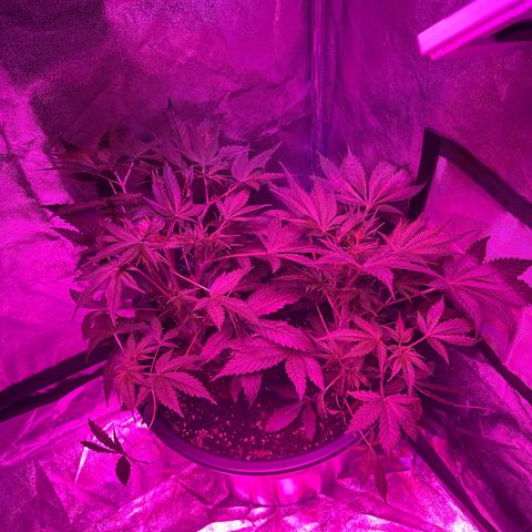 Medusa F1 P growlog timeline photo
