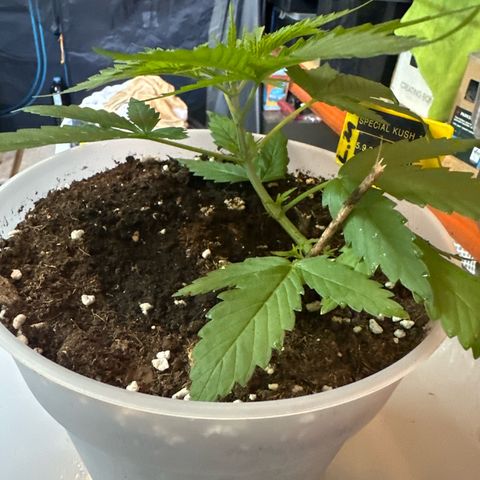 Special Kush 1 C growlog timeline photo