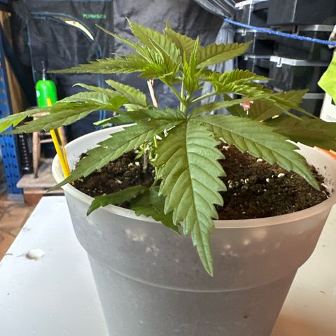 Special Kush 1 C growlog timeline photo