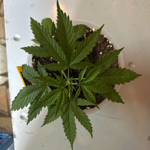 Special Kush 1 C growlog timeline photo