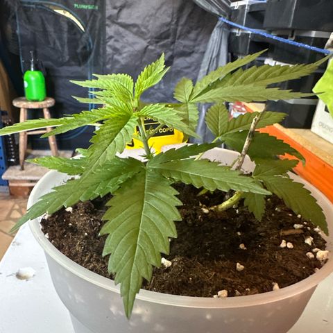 Special Kush 1 C growlog timeline photo