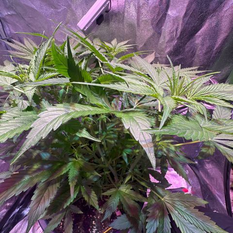 Medusa F1 P growlog timeline photo